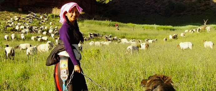 Pema Tseden Old Dog