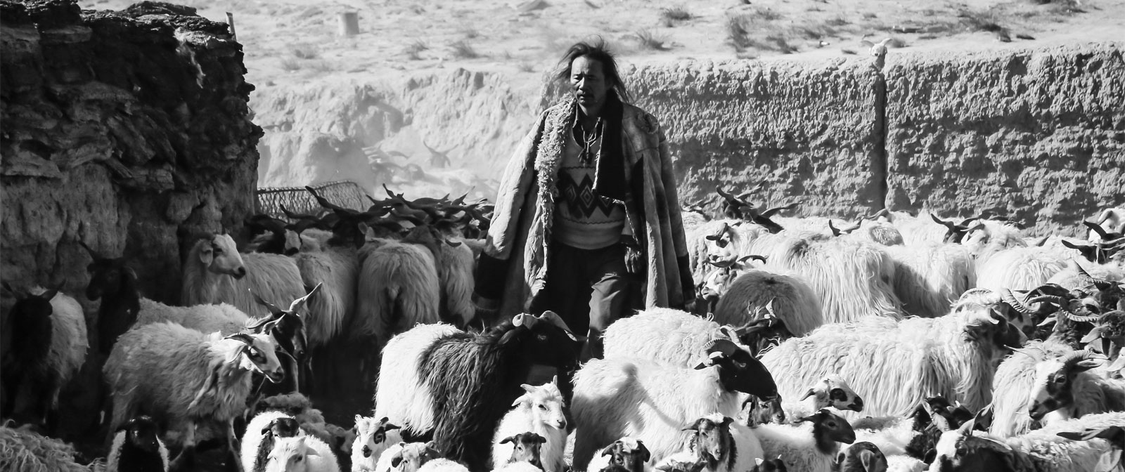 Sortie de « Tharlo, le Berger Tibétain » au cinéma